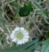  Involucre